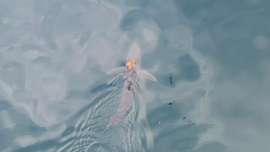 [aggregator] downloaded image for imported item #2073