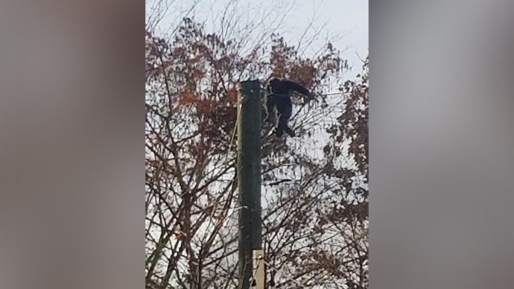 [aggregator] downloaded image for imported item #2589