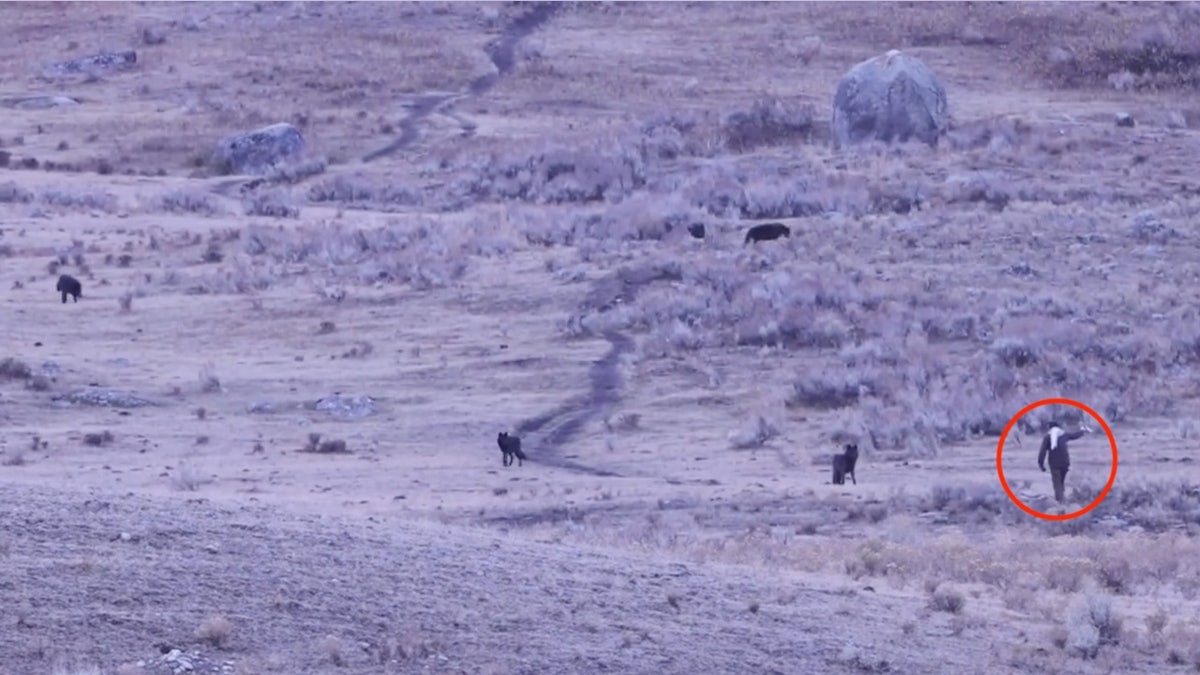 [aggregator] downloaded image for imported item #2537