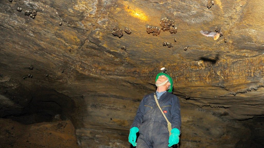 [aggregator] downloaded image for imported item #9404