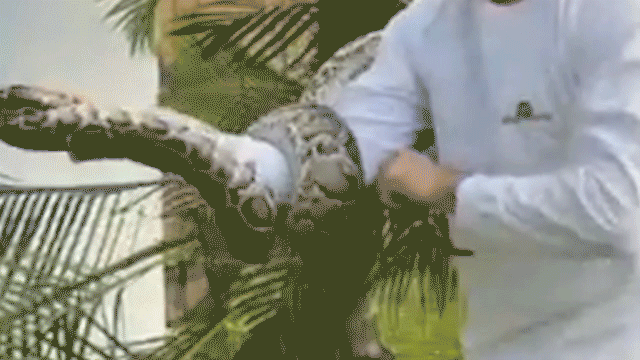 Man pulls Burmese python from palm tree