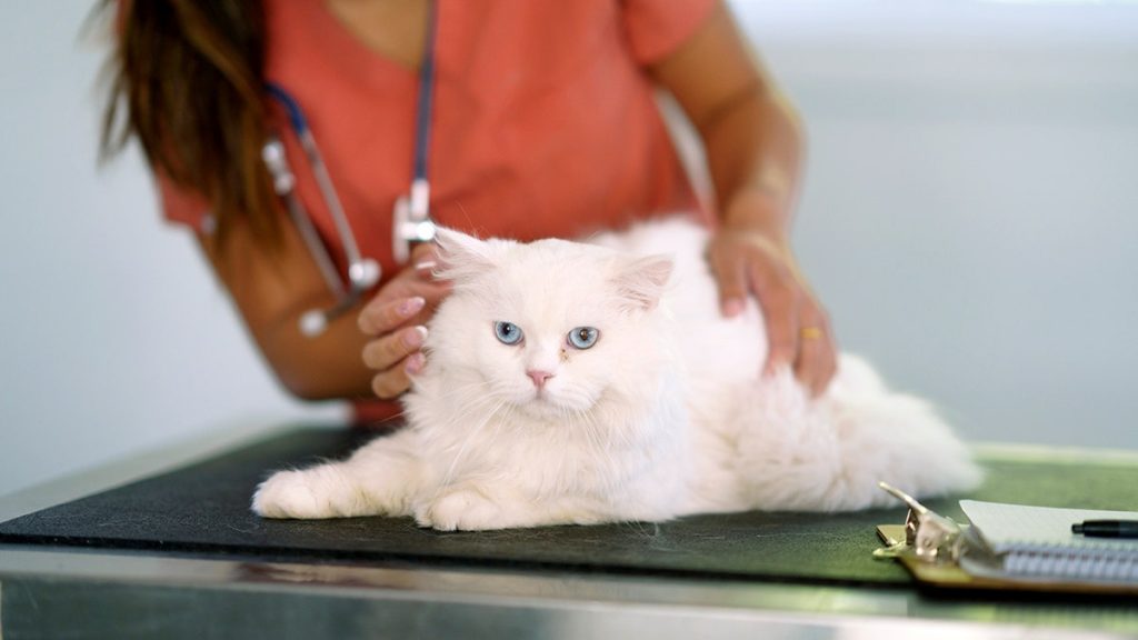 [aggregator] downloaded image for imported item #9490