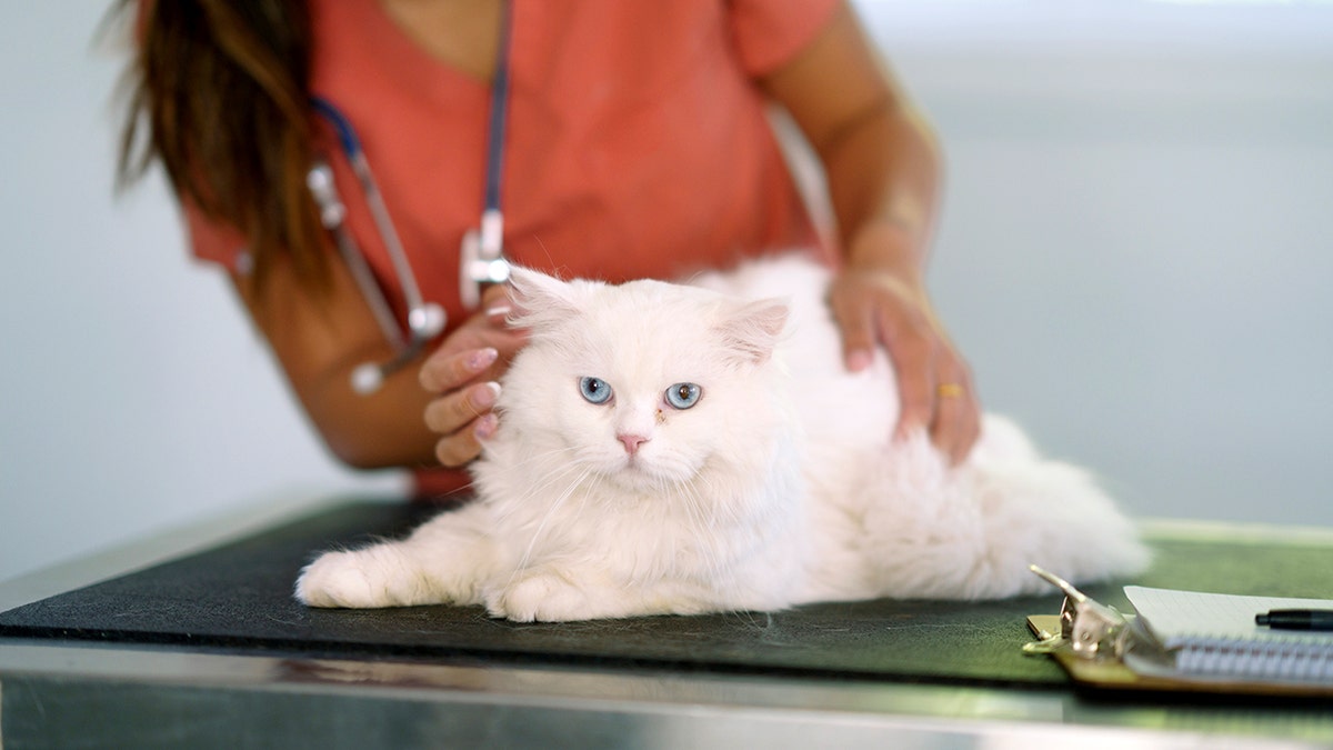 [aggregator] downloaded image for imported item #9490