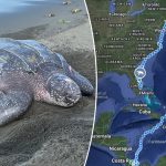 [aggregator] downloaded image for imported item #24874