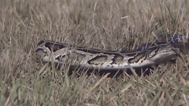 A GIF of a python slithering through the grass