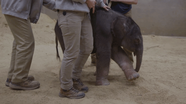Asian Elephant calf taking first steps