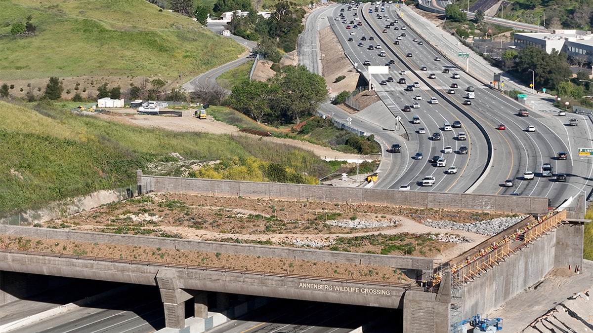 Duffy mocks Newsom’s ‘bridges to nowhere’ as California wildlife crossing overruns by $21M