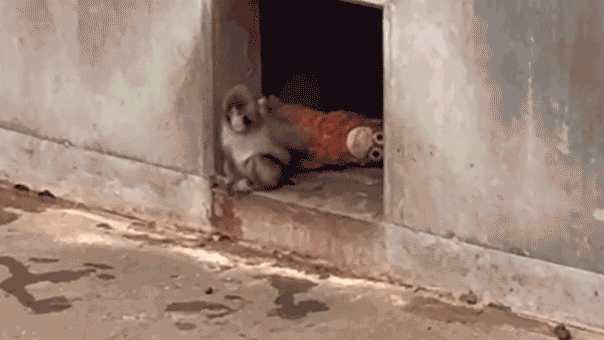 Punch the monkey, viral star, experiences dramatic breakthrough among zoo mates Orphaned baby monkey finds comfort in stuffed animal after being abandoned by mother at birth