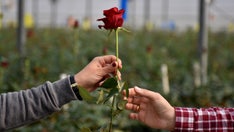 [aggregator] downloaded image for imported item #47111