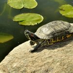 [aggregator] downloaded image for imported item #65068