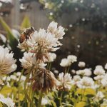 [aggregator] downloaded image for imported item #82028